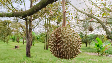 Durian on the durian tree in the fresh durian gardenの写真素材