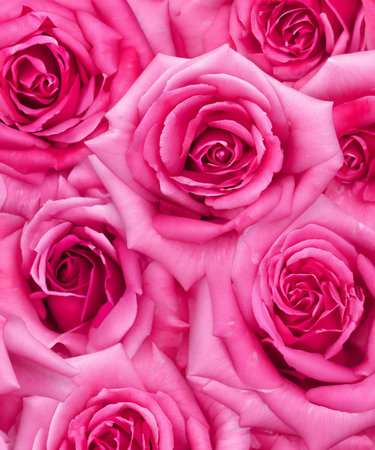 Pink roses natural floral background close up vertical, generative AIの素材