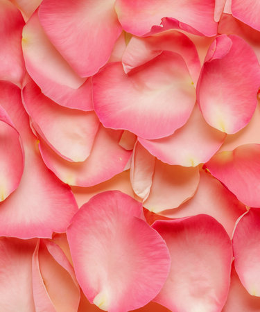 pastel background with rose flower petalsの素材