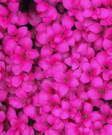 pastel background with rose flower petalsの素材