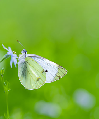 butterfly in close up on blurred green backgroundの素材