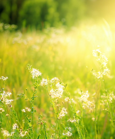 beautiful, sun-drenched spring summer meadow. A frame with soft selective focus.の素材