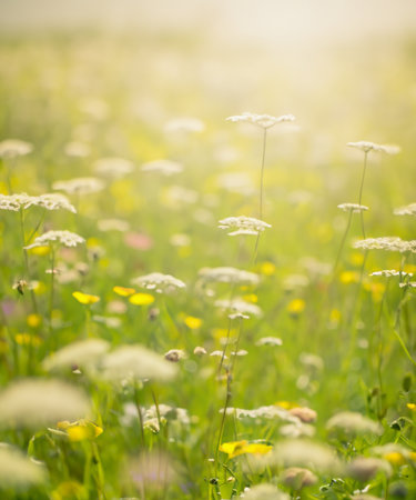 beautiful, sun-drenched spring summer meadow. A frame with soft selective focus.の素材