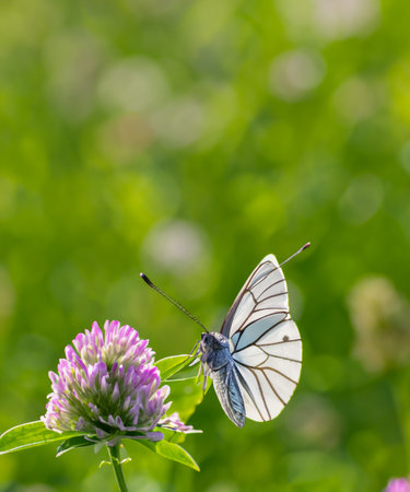 Wild flowers of clover and butterfly in a meadow in nature in the rays of sunlight in summer in the spring close-upの素材