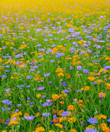 Natural colorful landscape with many wild flowers  against. A frame with soft selective focus.