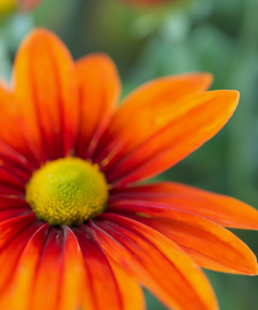 Bright orange-red flower close upの素材