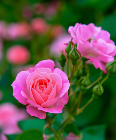Rose flower on background blurry pink roses flower in the garden of roses. Nature.の素材