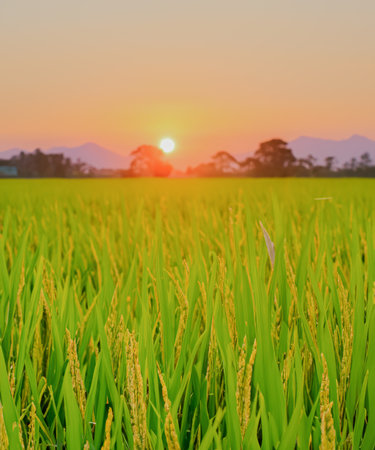 Paddy rice field before harvest with sunrise background.の写真素材