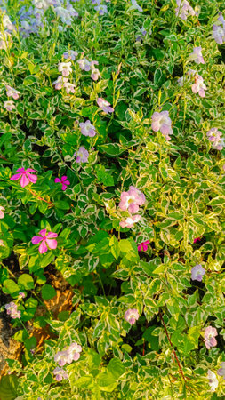 Pink and purple flower bushes all over the area.の写真素材