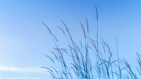 Beautiful natural countryside landscape. Blooming wild high grass in nature at sunset warm summer. Pastoral scenery. Selective focusing on foreground.の写真素材