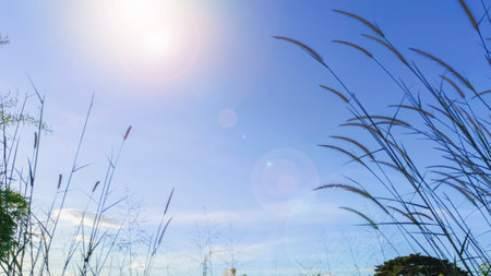 The sun shining through a majestic green tree on a meadow, with clear blue sky in the backgroundの写真素材