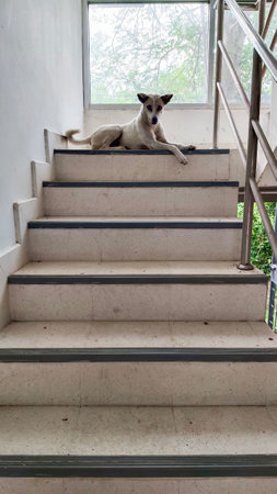 The dog was lying on the stairs and had a sad look in its eyes.の写真素材