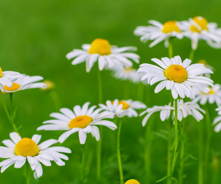 white chamomiles on green grass background.の素材