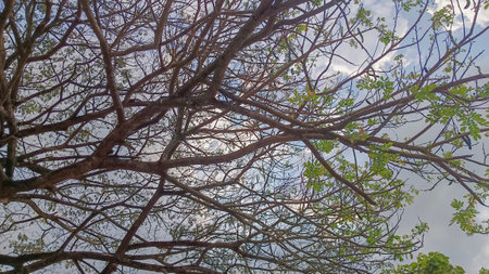 forest trees. nature green wood sunlight backgrounds.