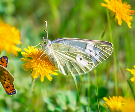Wild flowers of clover and butterfly in a meadow in nature in the rays of sunlight in summer in the spring close-upの素材