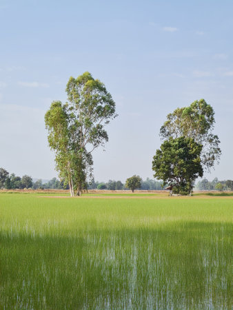 background image of spring nature with a neatly trimmed lawn surrounded by treesの写真素材