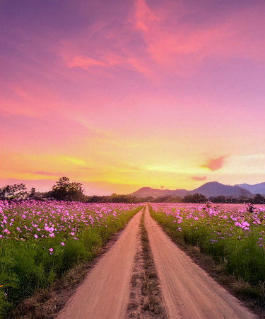 Landscape of the dirt road and beautiful cosmos flower field at sunset time.の素材