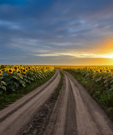 Landscape of the dirt road and beautiful sunflower field at sunset time.の素材