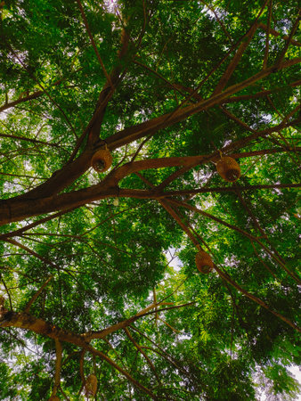 As twilight descends, a magnificent tree becomes a canvas, adorned with glowing lanterns that flicker gently in the evening breezeの写真素材