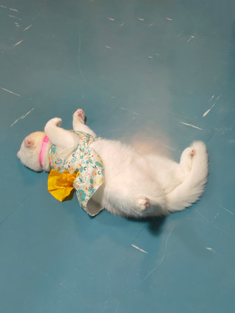 In a sunlit corner of a cozy home, a serene cat dozes peacefully, embodying tranquility and comfort.の写真素材