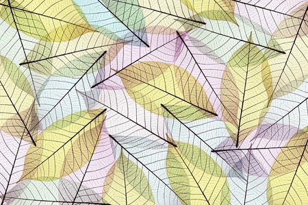 Skeleton leaf abstract, colorful, background textureの写真素材