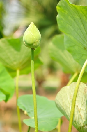 Lotus emerge from the waterの写真素材