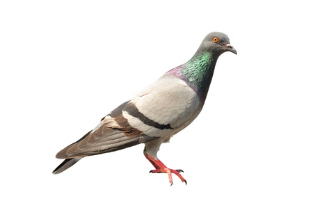 pigeon isolatedの写真素材