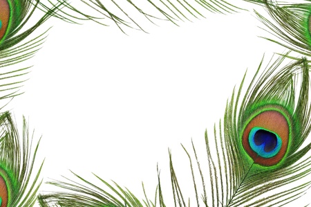 Frame of peacock feather eye on white background Frame of peacock feather eye on white background