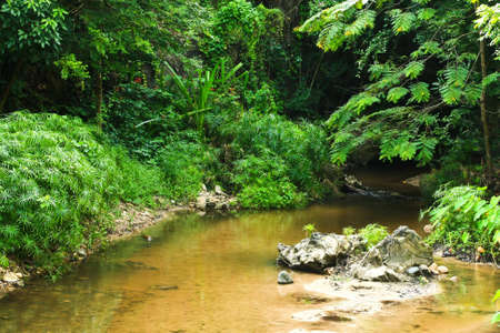 Stream in Tropical Forest.