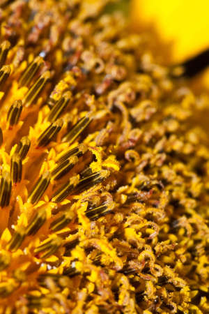 sunflowerの写真素材