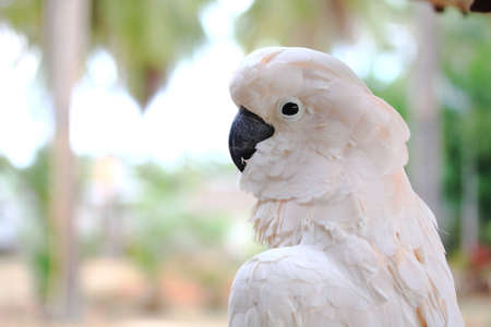 Closeup  of cockatoo. It's very clever and cute.の写真素材