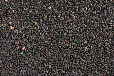 Dry sweet basil seed.の写真素材