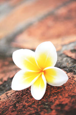 A beautiful plumeria on old brick way.の写真素材