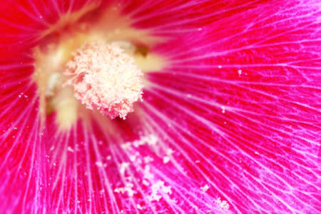  The detail of pollen on pink petal.の写真素材