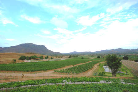 The young vineyard in highland, south of Thailand.の写真素材