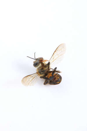 A bee was die, on white paper.の写真素材