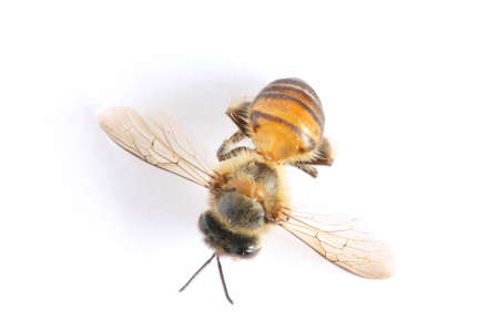 A bee was die, on white paper.の写真素材