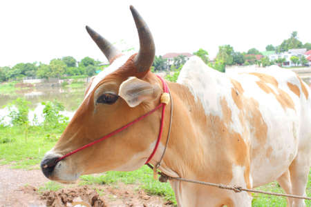 Ox in countryside in west of Thailand.の写真素材