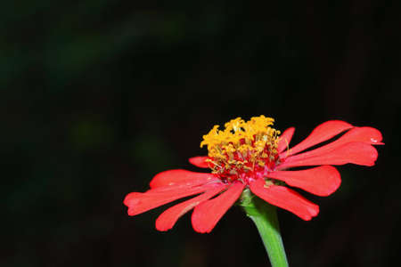 The beautiful red flower in the garden.の写真素材