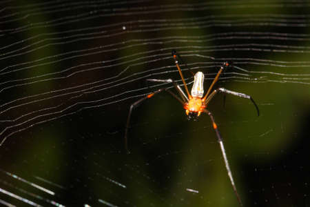 Opadometa spider, Jad Kod forest, Saraburi province, Thailand.の写真素材