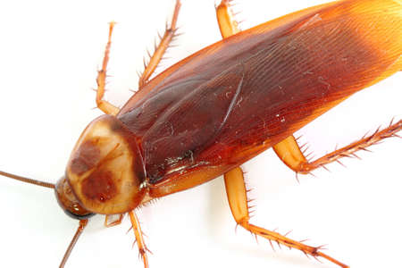 Close up of cockroach, but it was die.