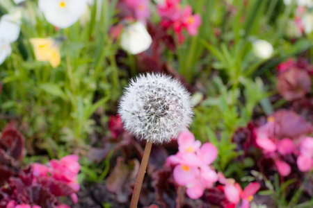 dandelion placed in the middle of a flower field, park in springの写真素材