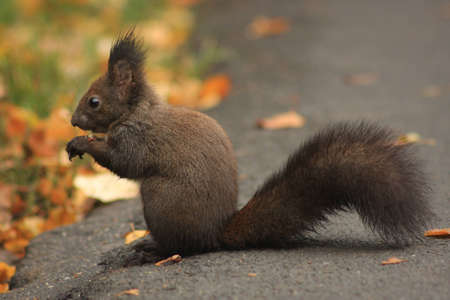 Hungry squirrel eating nuts, photograph taken in a park in autumnの写真素材