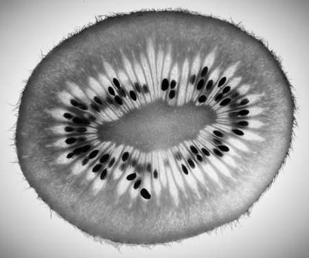 Kiwi section slice photographed in a studio with a light form under the sliceの写真素材