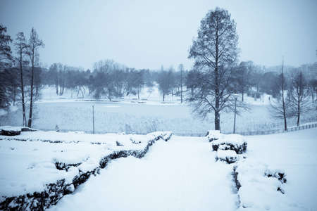 Lake covered by ice in a park on winterの写真素材
