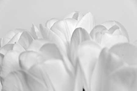 White tulips photographed with natural light and one artificial lightの写真素材