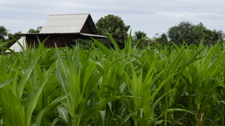 Farm Cornの写真素材