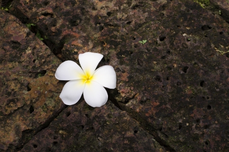 Plumeria on Brawn Brick in gardenの写真素材