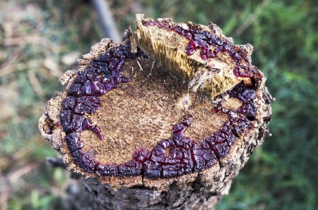 Closeup Stump in the forest for stock photoの写真素材
