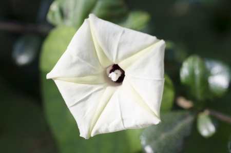 Closeup of white flowers in the garden for stock photoの写真素材